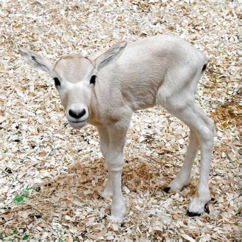 Critically endangered African antelope born at Brookfield Zoo